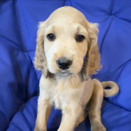 Cockapoo and Goldendoodle Puppies from Capital Doodles