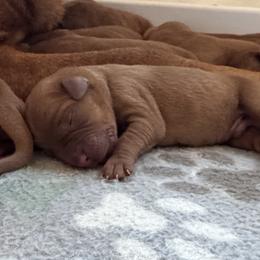 Male 4 - Yellow male Labrador Retriever puppy in Portland, Tennessee from Whiskey Ridge Retrievers