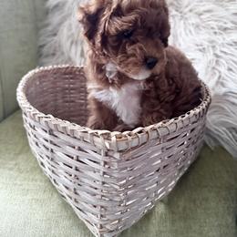 Queens - Red  female Poodle puppy in Lawrenceville, Georgia from Sealy Toy Poodles