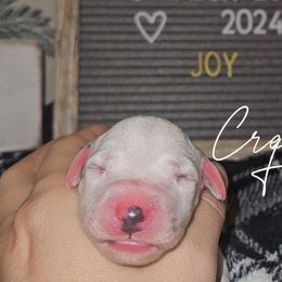 Girl 3 - Dalmatian puppy from Crescent Hill Dalmatians