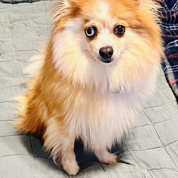 Rosie - Pomeranian