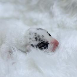 Lucas - Harlequin male Great Dane puppy in Montgomery, Texas from KD Sweet Southern Danes