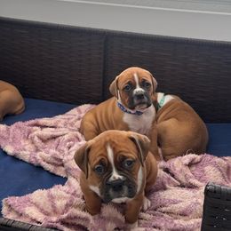 Boxer Puppies from Yuni’s AKC Boxers