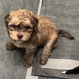 Choco Sable Silver Points MALE - Chocolate sable male Havanese puppy in Monahans, Texas from Homeward Havanese, LLC