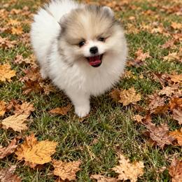 Merle with left blue eye - Blue merle male Pomeranian puppy in Bourbonnais, Illinois from T & D Poms
