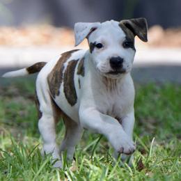 Scratch - Brown brindle male American Staffordshire Terrier puppy in St. Augustine, Florida from LBK & Ancient City