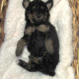 Bernedoodle Puppies from Willow Creek Farm