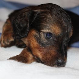 Shaded Red Girl - Red female Dachshund puppy in Arcadia, Florida from JB Dachshunds