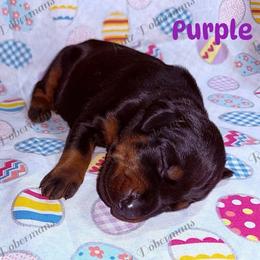 Purple - Black and rust female Doberman Pinscher puppy in Louisville, Kentucky from Ruiz Dobermans