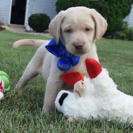 Dilute Retriever Puppies from Royalty Retrievers