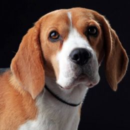 Beagles from Barrister Beagles