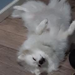 American Eskimo Dog All Grown Up from Turks Eskis