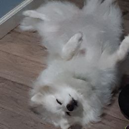 American Eskimo Dog All Grown Up from Turks Eskis