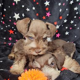 Blossom - Liver female Miniature Schnauzer puppy in Panama City, Florida from Emerald Coast Schnauzers