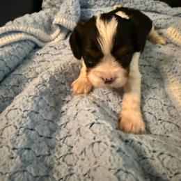 Bradley - Tri-color male Cavalier King Charles Spaniel puppy in Athens, Georgia from Sandy Cross Kennels