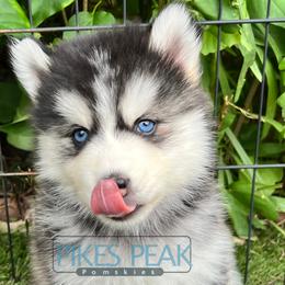 Sunny - Silver and white female Pomsky puppy in Littleton, Colorado from Pikes Peak Pomskies