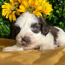 Neo - Liver male Miniature Schnauzer puppy in Menifee, California from Moonshine’s Minis