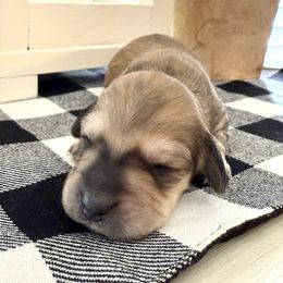 Shade cream female - Cream female Dachshund puppy in Wylie, Texas from Karas Royal Dachshunds