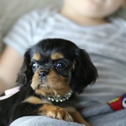 Cavalier King Charles Spaniel Puppies from Applewood Cavaliers