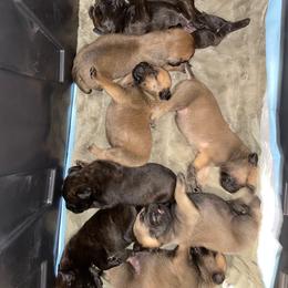 Bullmastiff Puppies from Black Mountain Bullmastiffs