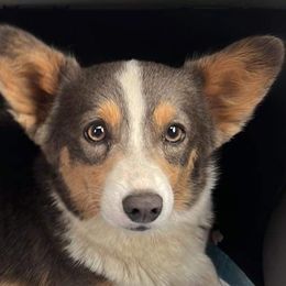 Kaci - Pembroke Welsh Corgi