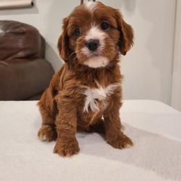 Riley - Apricot female Cavapoo puppy in Atmore, Alabama from Gulf Coast Puppies