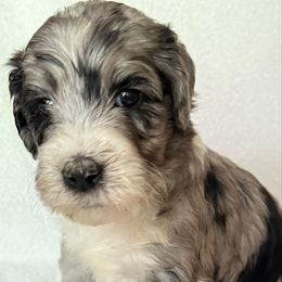 Kobe - Merle female Sheepadoodle puppy in Charleston & Kershaw, South Carolina from Atlas Harrold-Moore Sheepadoodles, LLC   (AHMS)