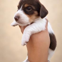 Zuko - Piebald male Dachshund puppy in Jarales, New Mexico from Poker Paws Dachshunds