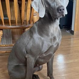 Weimaraners from Rowan’s Weimaraners