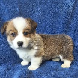 Brand - Red male Pembroke Welsh Corgi puppy in Castle Rock, Washington from Heckman Corgis
