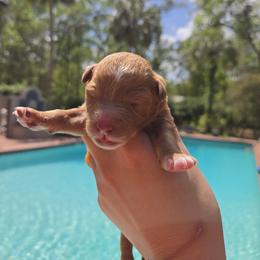 Bernedoodle, Cavapoo, Goldendoodle, Miniature Schnauzer, and Poodle Puppies from Alyssa Xxweetdoodles
