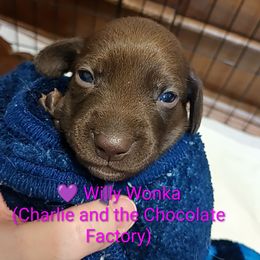 Willy Wonka - Chocolate male Dachshund puppy in Bates City, Missouri from Gray Wall Dachshunds