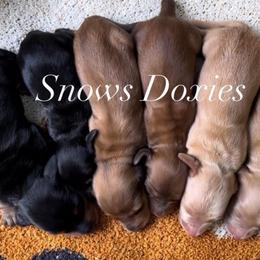 Dachshunds from Snows Doxies