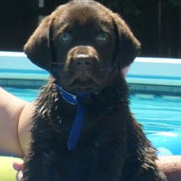 Labrador Retriever Puppies from Lorlyn Labradors