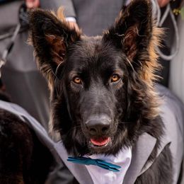 Shiloh Shepherd Puppies from Echo Shilohs