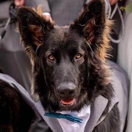 Shiloh Shepherd Puppies from Echo Shilohs