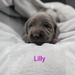 Lily - Blue female Weimaraner puppy in Evart, Michigan from Drehbar Weimaraners