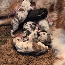 Puppies - Red merle male Australian Shepherd puppy in Turlock, California from Cherangani Hills Australian Shepherds