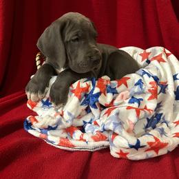 Great Dane Puppies from DeBruce Danes
