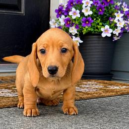 Cassius - Red male Dachshund puppy in Salem, Oregon from Longdox Mini Dachshunds