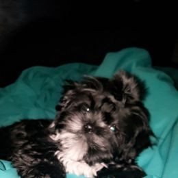 Jazz - Shih Tzu