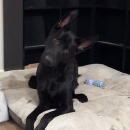 Ender - German Shepherd puppy in Encampment, Wyoming from Buckelwürmer German Shepherds