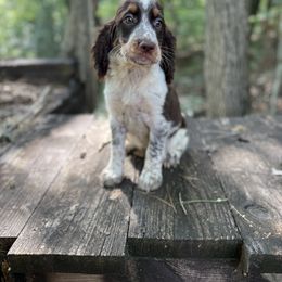 Beretta - Black white and tan female English Springer Spaniel puppy in Comer, Georgia from Stratton Spaniels