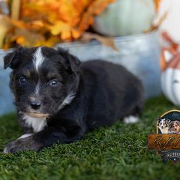 Scout - Black male Miniature Australian Shepherd puppy in Granbury, Texas from Best Little Aussies