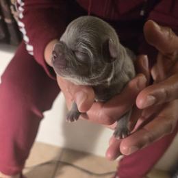 Male 2 - Blue male French Bulldog puppy in Charlotte, North Carolina from FrenchKiss Frenchies