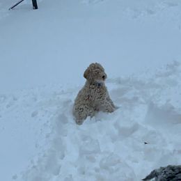 Goldendoodle Puppies from Wanda's Goldendoodles