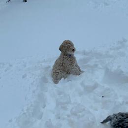 Goldendoodle Puppies from Wanda's Goldendoodles