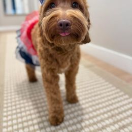 Emmie - Goldendoodle