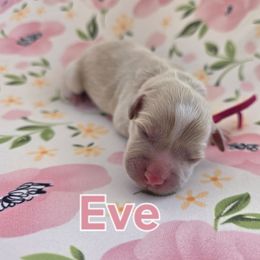 Eve - female Cavapoochon puppy in Bullard, Texas from Cavapoochon Central LLC
