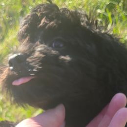 Ezra - Black male Cavapoo puppy in Lebanon, Kentucky from Mosaic Merle Doodles